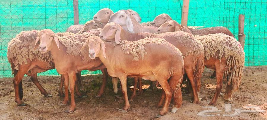 سواكنيات حمري مقاني تم البيع64545898873731110