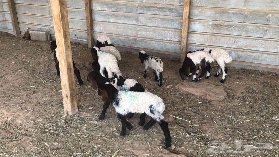 Dawagir Naaim Issue No. 1064546253412481110