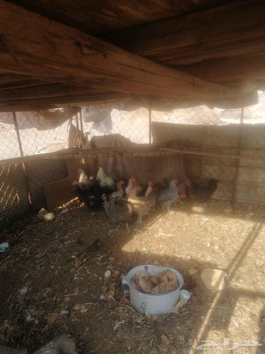 دجاج للبيع 19 حبه64545673551617111