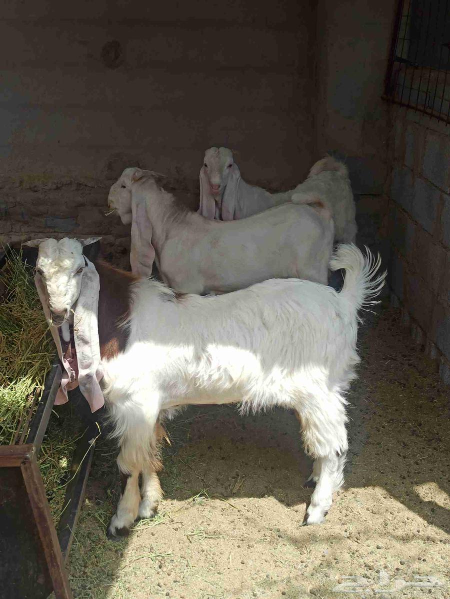 تم البيع تيوس جذعان جمله وتفريد64546581969153114