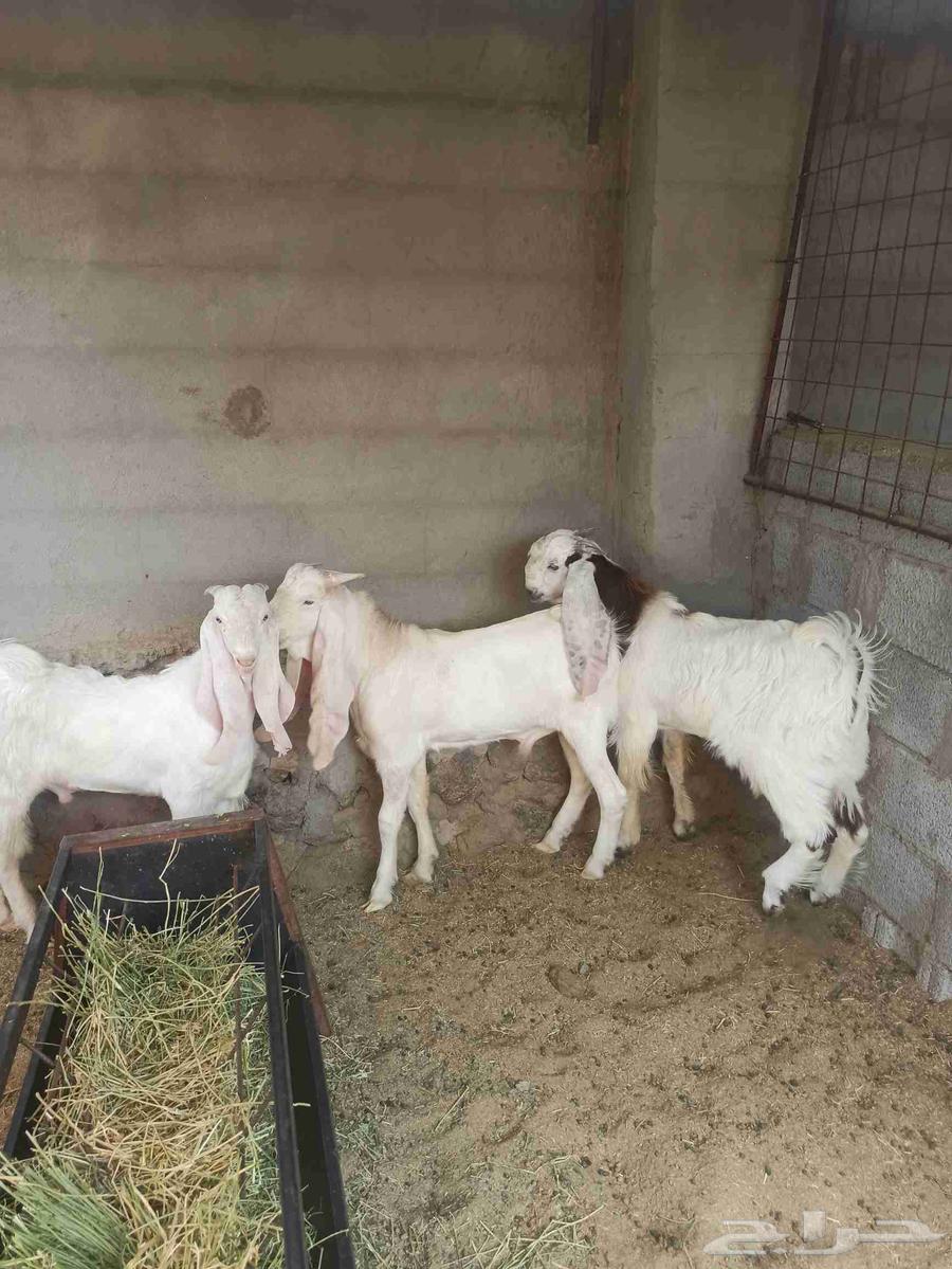 تم البيع تيوس جذعان جمله وتفريد64546581969153112