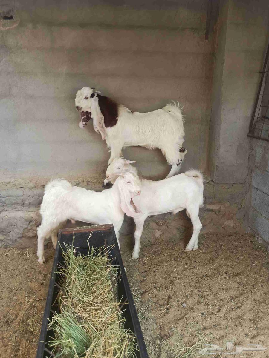 تم البيع تيوس جذعان جمله وتفريد64546581969153111