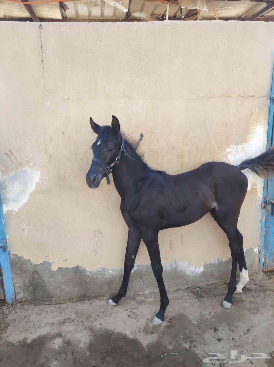 مهرة عربية شعبية دهماء ( سوداء) فاخرة للبيع64552291909635110