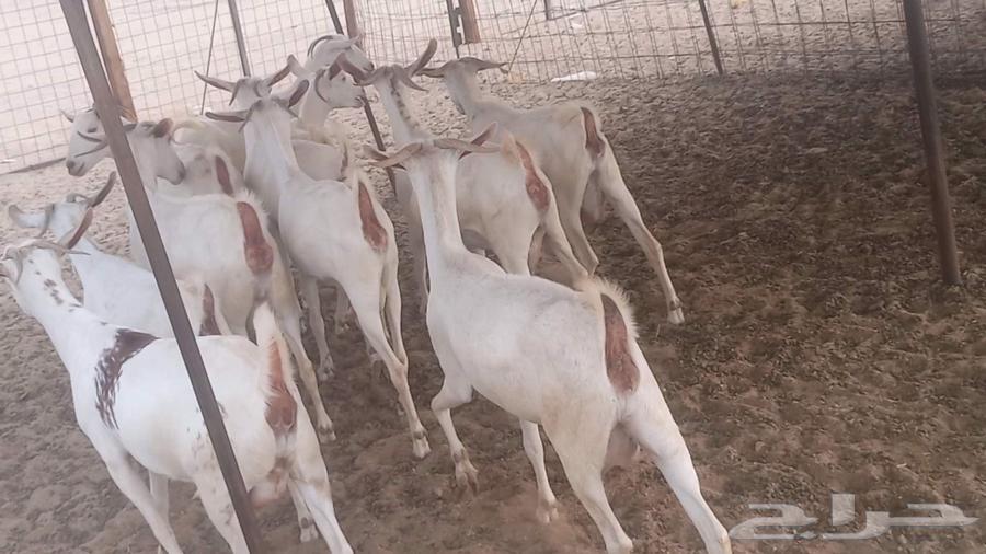 معزا بيشيه برص تم البيع64551734043395114