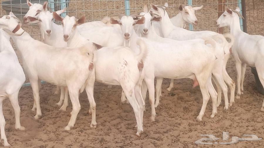 معزا بيشيه برص تم البيع64551734043395110