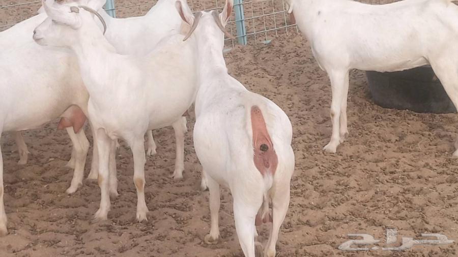 معزا بيشيه برص تم البيع64551734043395113