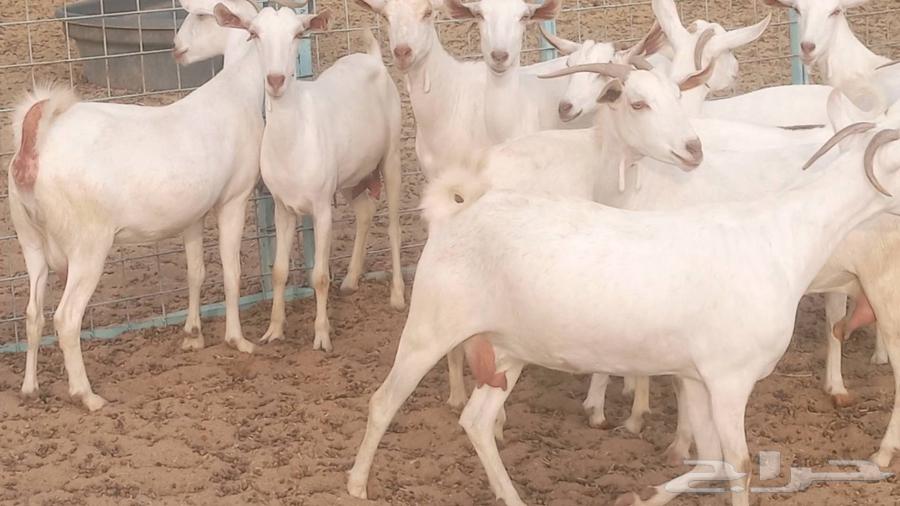 معزا بيشيه برص تم البيع64551734043395111