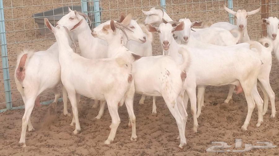 معزا بيشيه برص تم البيع64551734043395112