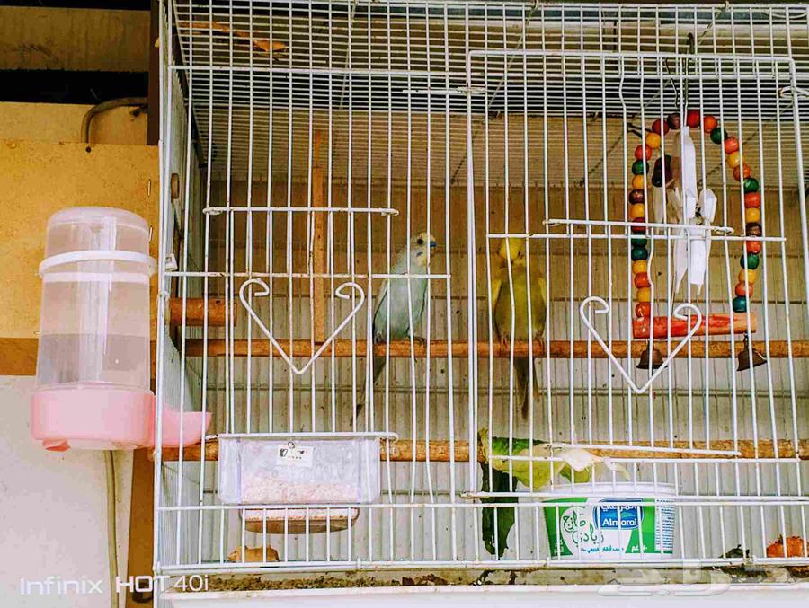 طيور حب مولفة و جاهزة التزاوج64550232036227111