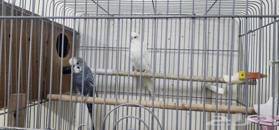 زوج عصافير الحب للبيع64548490860417110