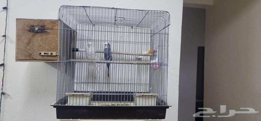 زوج عصافير الحب للبيع64548490860417113