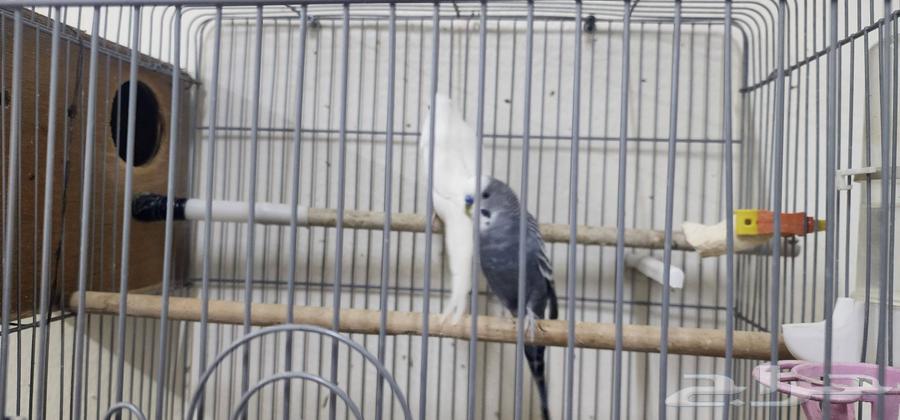 زوج عصافير الحب للبيع64548490860417112