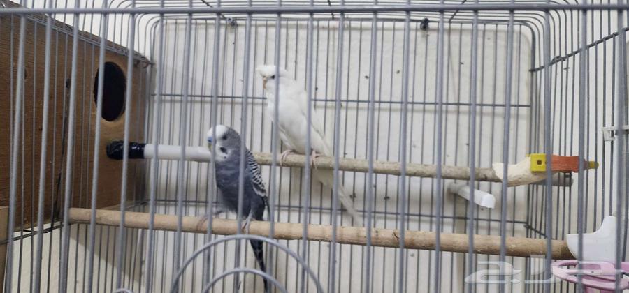 زوج عصافير الحب للبيع64548490860417111