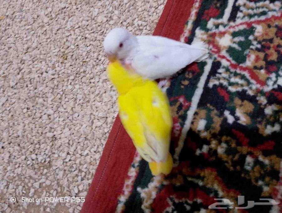 فرخين روز اليينو ولاينو. تم البيع64551161548162112