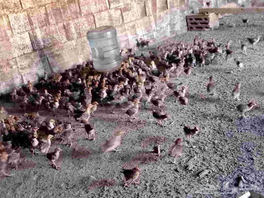 صوص فيومي العدد 110064546721029122110