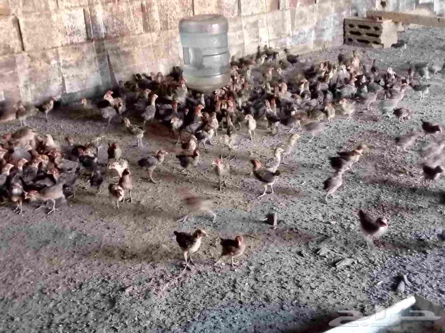 صوص فيومي العدد 110064546721029122112