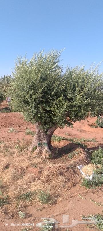 شجر زيتون نيبالي معمر درجه اولا نوصل لجميع انحى المملكه العر64550960052867110