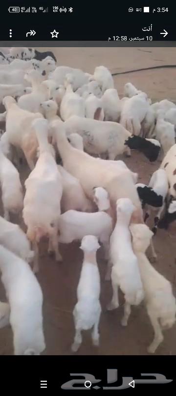 30 sheep generators for sale64548659793539110