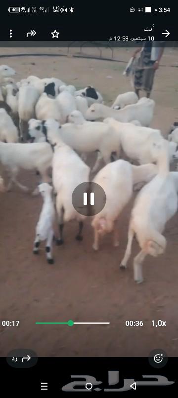 30 sheep generators for sale64548659793539111