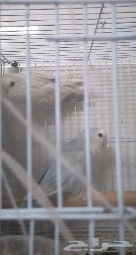 Rose bird produced with an egg64545616280323110