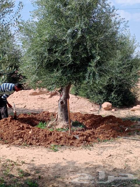 شجر زيتون نيبالي معمر درجه اولا نوصل لجميع انحى المملكه العر64550960052867114