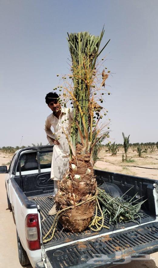 Fruit-bearing palm trees, Naqail, Juthayth, Ekhlas, Skiri, Barhi, Saqee, Shishi, Hilali, Majdool64549261418626112