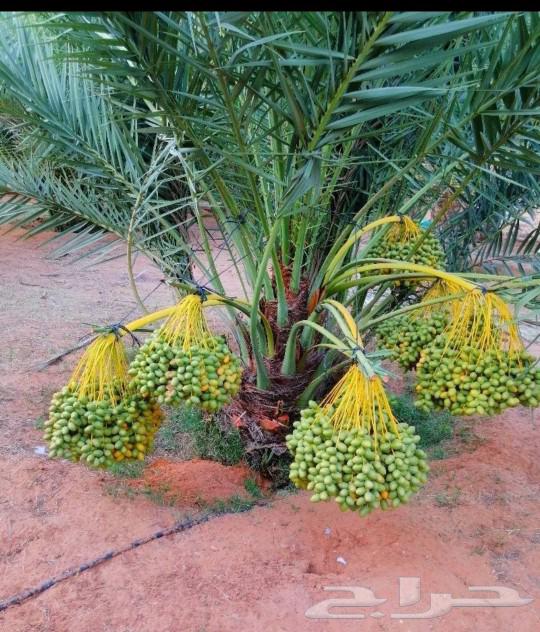بيع نخل مثمر نقايل جثايث اخلاص سكري برحي صقعي واشنطني حيش هل64546054251265111
