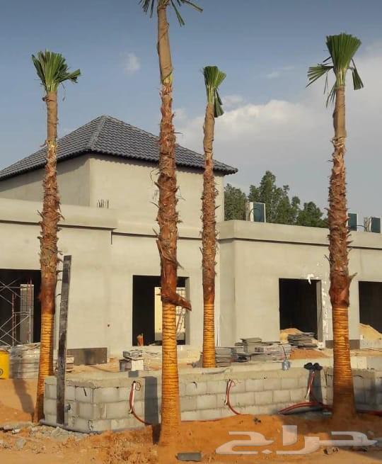 نخل وشنطني زينه امريكي للبيع64550429210625113