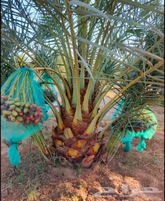 بيع نخل مثمر نقايل جثايث اخلاص سكري برحي صقعي واشنطني حيش هل64546054251265112