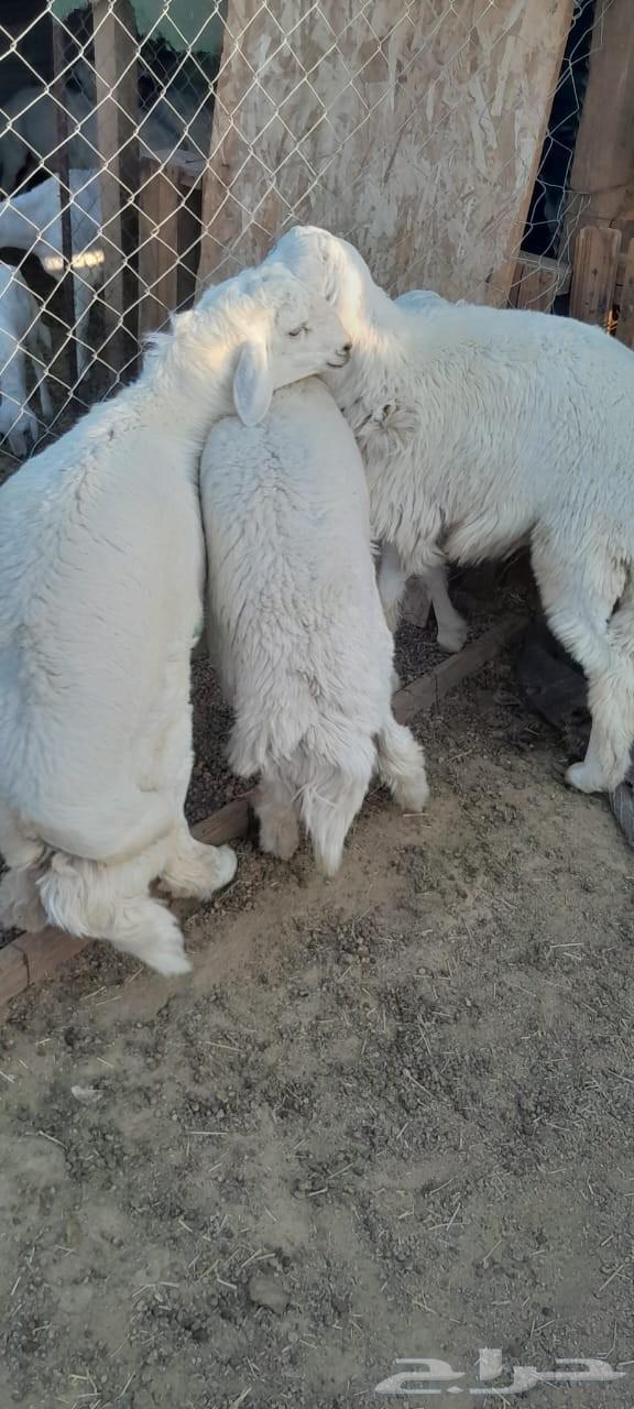 You have an occasion and want to look good? No 3 lambs64548154465283112