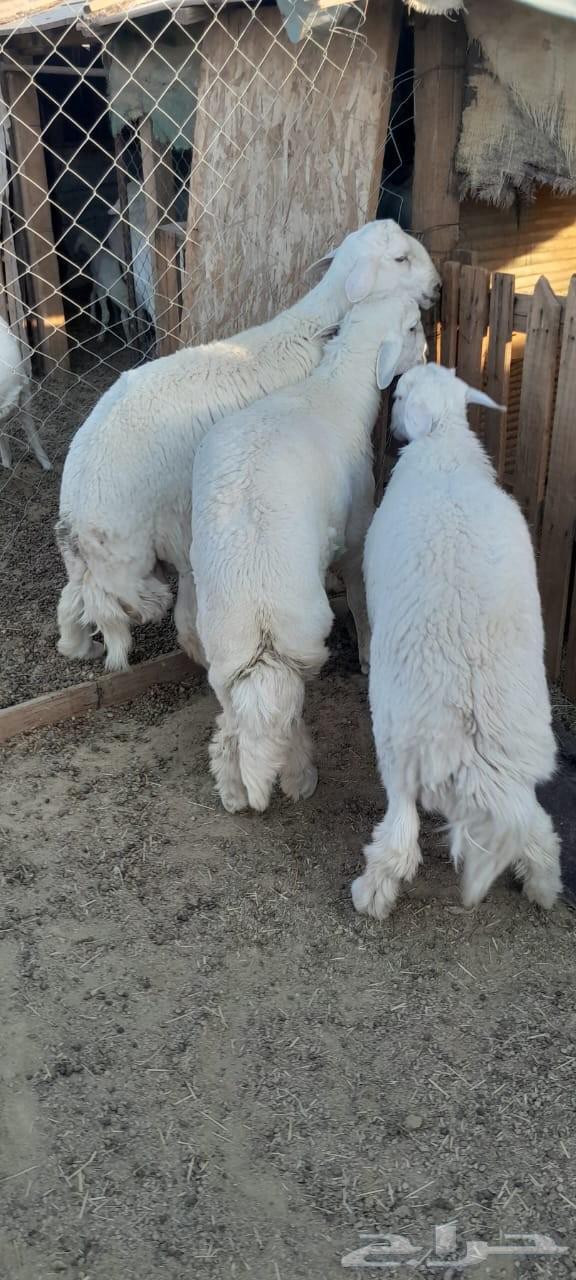 You have an occasion and want to look good? No 3 lambs64548154465283110