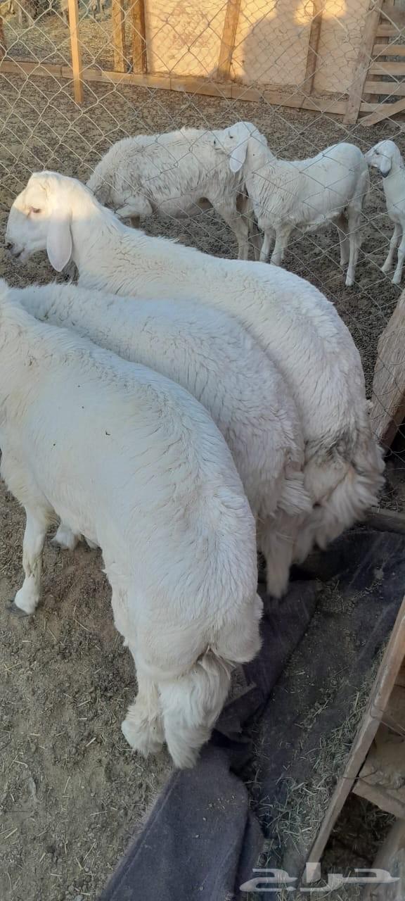 You have an occasion and want to look good? No 3 lambs64548154465283114