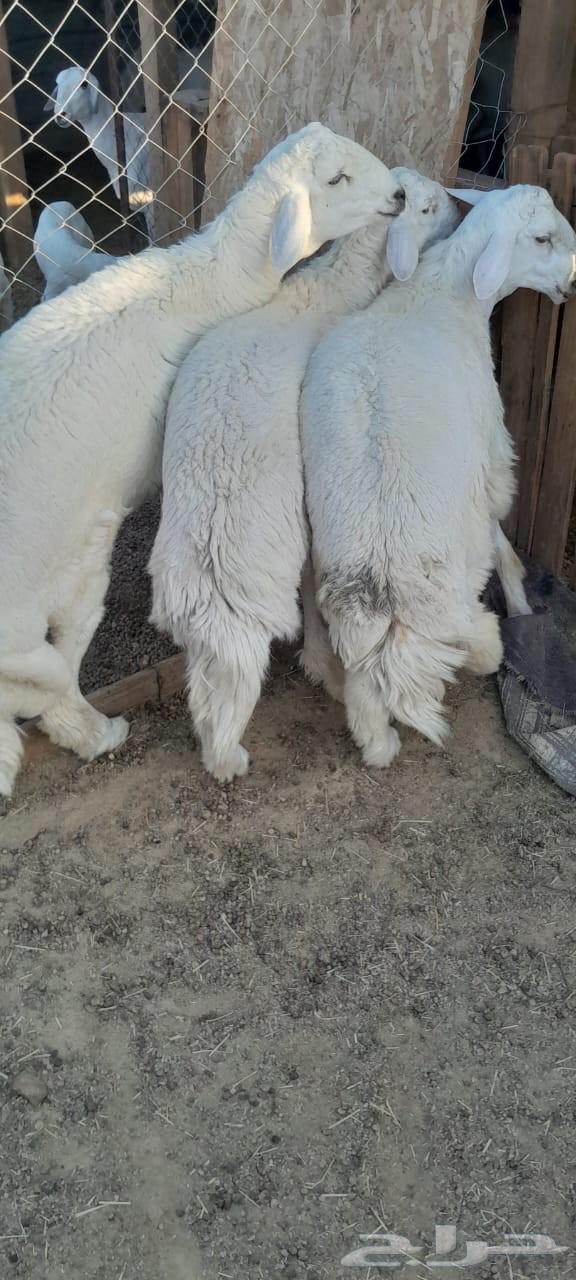 You have an occasion and want to look good? No 3 lambs64548154465283113