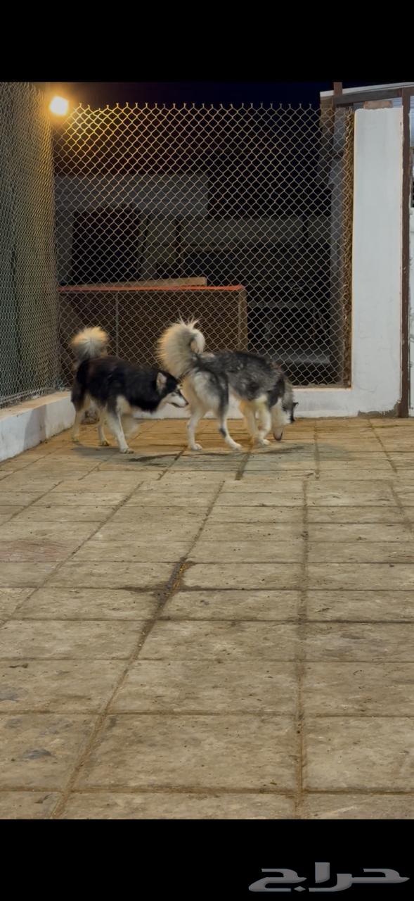 ذكر وانثى هاسكي لونج هير للبيع64543888271874111