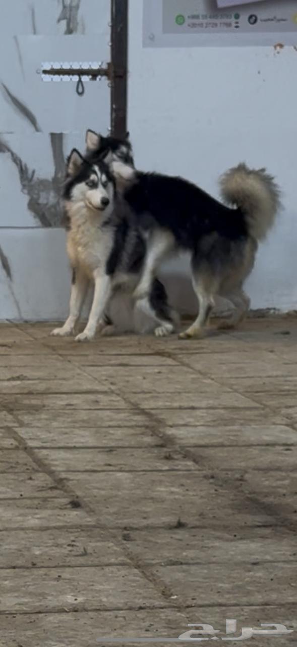 ذكر وانثى هاسكي لونج هير للبيع64543888271874110