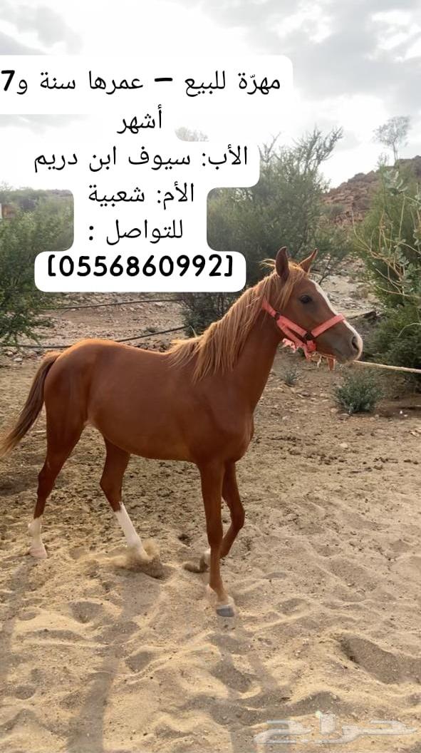 مهره شعبية للبيع64546623550722110