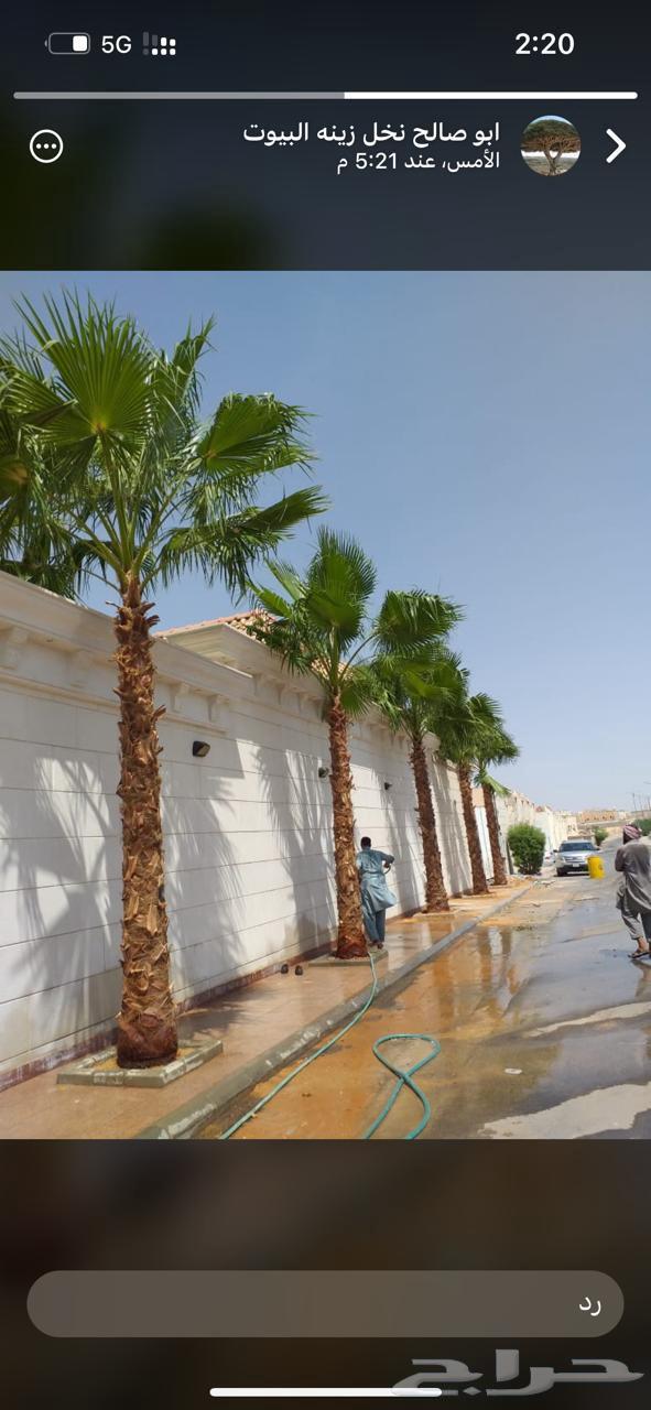 نخل وشنطني زينه امريكي للبيع64550429210625112