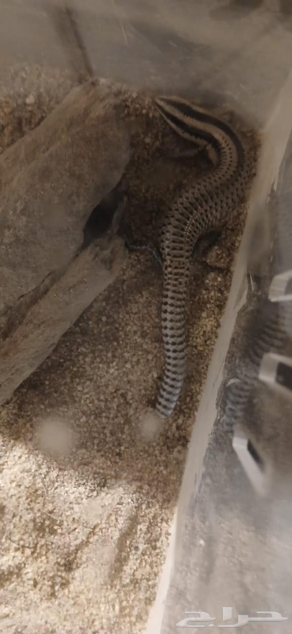 سحليه السقنقور للبيع64546268935427110