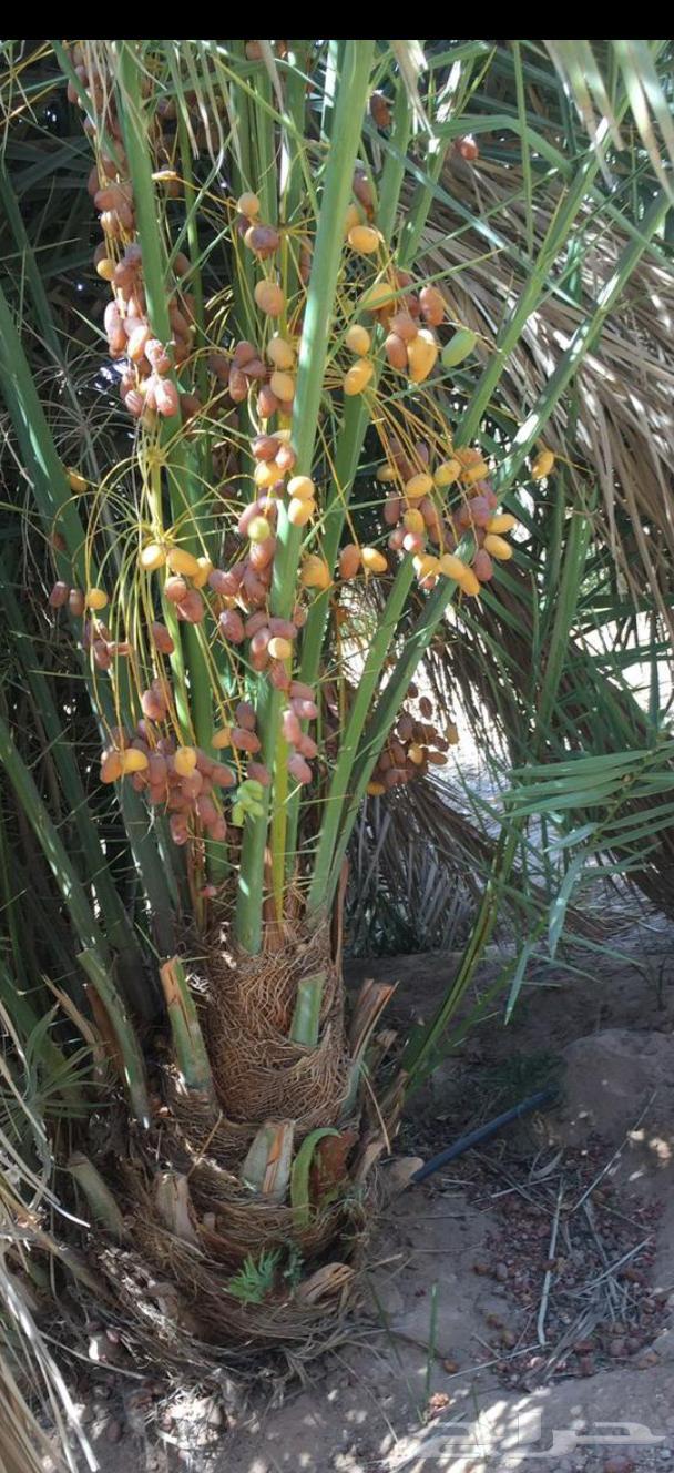 Fruit-bearing palm trees for sale, delivery available to all areas. Premium quality dates64546393322625110