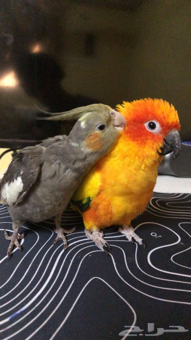 صن كنيور مفقود اليوم تاريخ20 سبتمبر حي النرجس64552105664514112