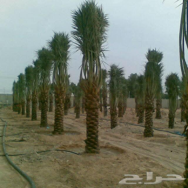 للبيع وتوصيل وزراعه64545573204738111