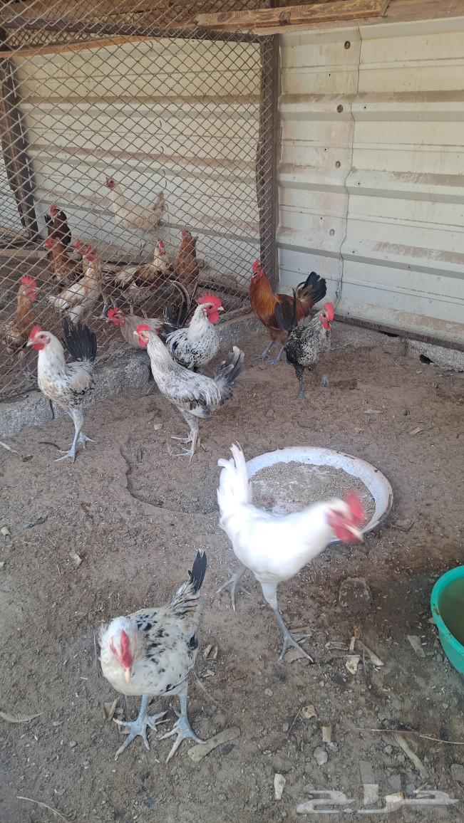 للبيع ديوك بلدي64546540128387113