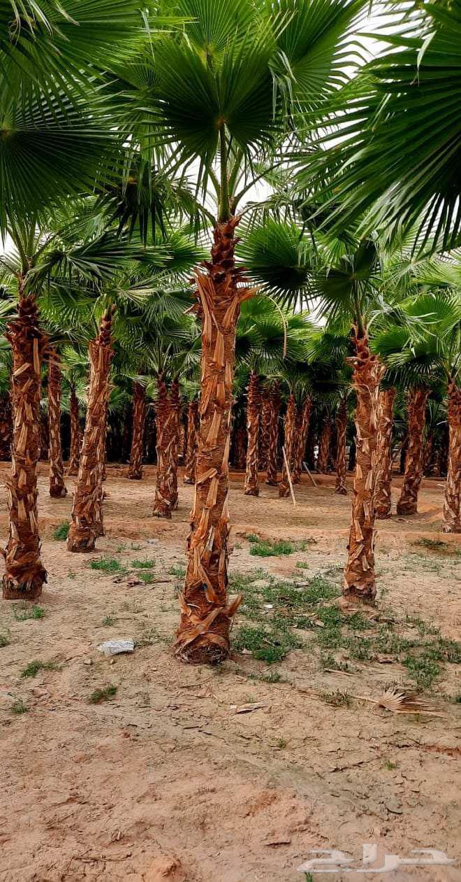 نخل واشنطن64552177705218112