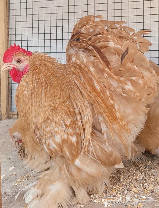 Orange Hen Set ((( Sold )))64545524672387110