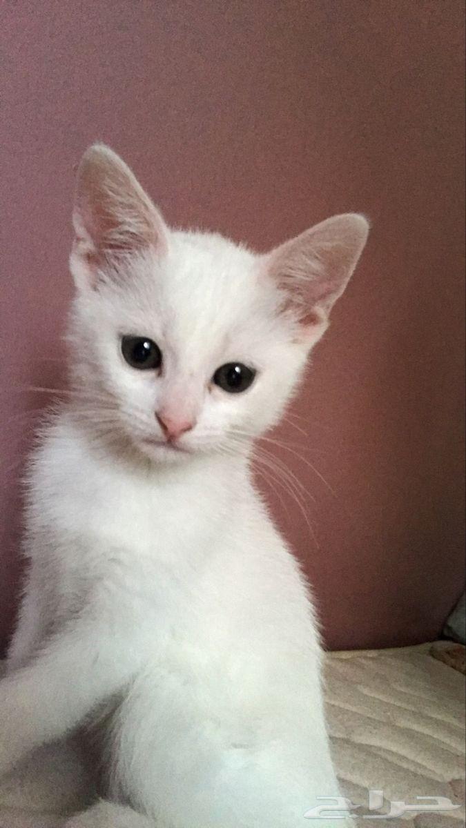 قطط ذكور 3 بحاله جيده للبيع64547277343235110