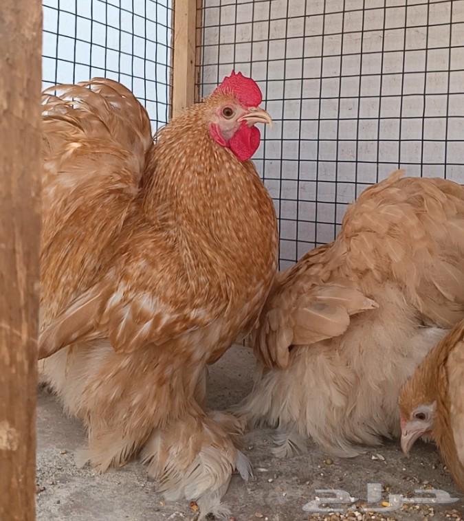 Orange Hen Set ((( Sold )))64545524672387114