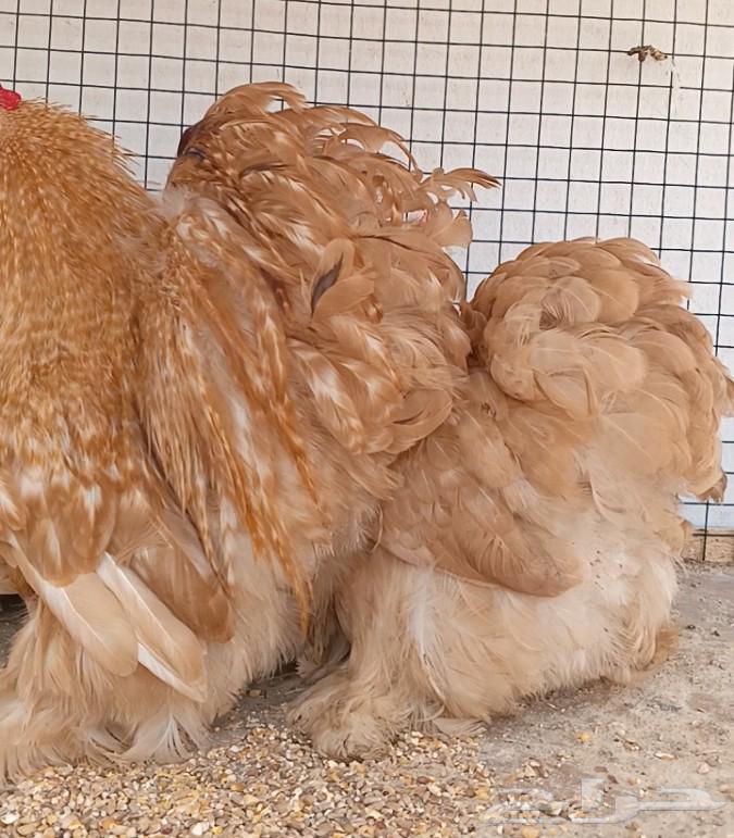 Orange Hen Set ((( Sold )))64545524672387113