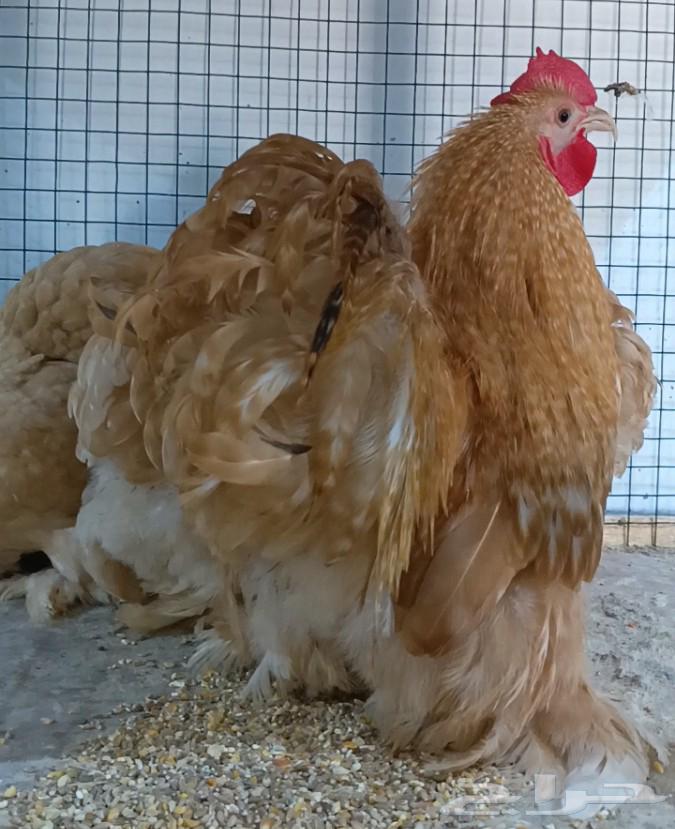 Orange Hen Set ((( Sold )))64545524672387112