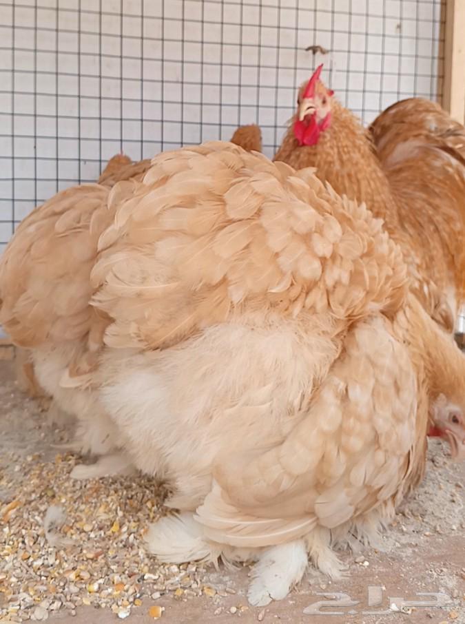 Orange Hen Set ((( Sold )))64545524672387111