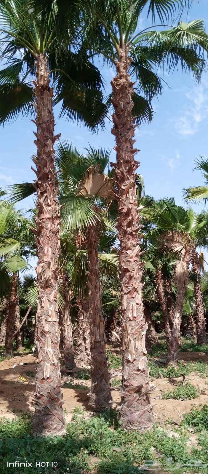 نخل وشنطني زينه امريكي للبيع64550429210625111